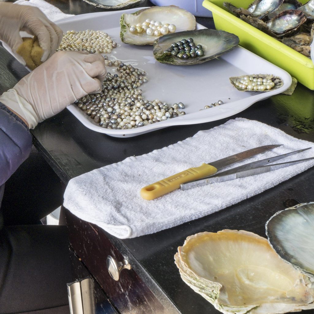 Breeding of pearl-producing clams